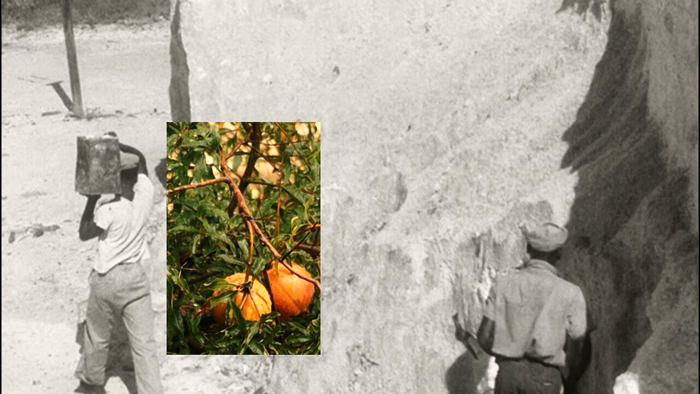Deborah Jack, the fecund, the lush, and the salted land waits for a harvest… her people, ripe with promise, wait until the next blowing season (still), 2022. 7-channel video installation. Courtesy of the artist. 